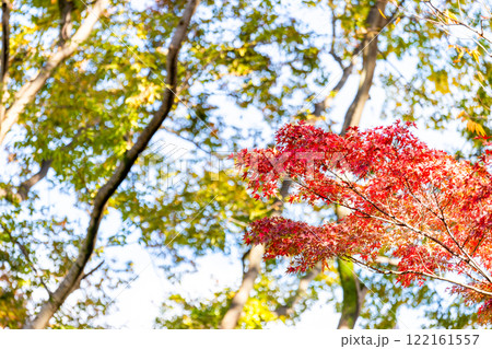 秋晴れに映える美しい紅葉 秋晴れに映える美しい紅葉 122161557