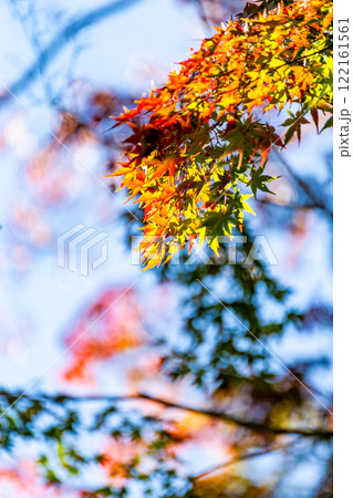 秋晴れに映える美しい紅葉 秋晴れに映える美しい紅葉 122161561