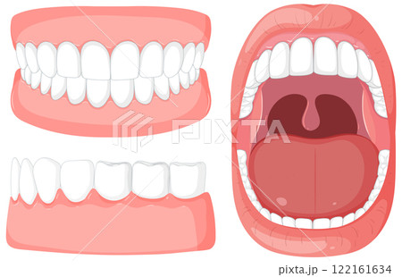 Human Mouth and Teeth Anatomy Illustration 122161634