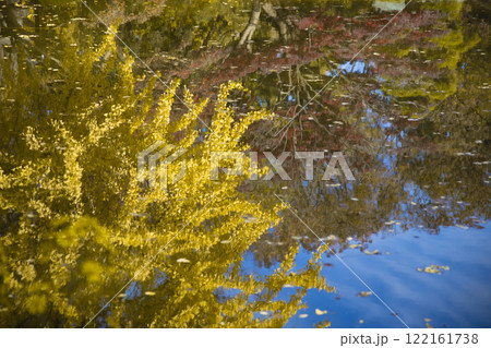日比谷公園・雲形池の湖面に反射する黄色い銀杏【秋イメージ】 122161738