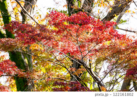 秋の景色 木漏れ日に輝く美しい紅葉 秋の景色 木漏れ日に輝く美しい紅葉 122161802