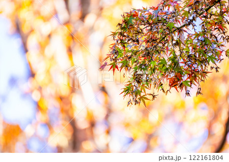 秋の景色　木漏れ日に輝く美しい紅葉 122161804