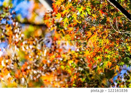 秋の景色　木漏れ日に輝く美しい紅葉 122161836