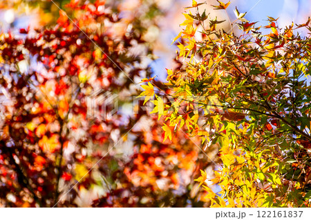 秋の景色 木漏れ日に輝く美しい紅葉 秋の景色 木漏れ日に輝く美しい紅葉 122161837