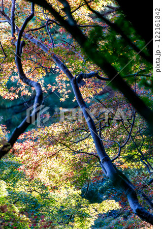 秋の景色　木漏れ日に輝く美しい紅葉 122161842