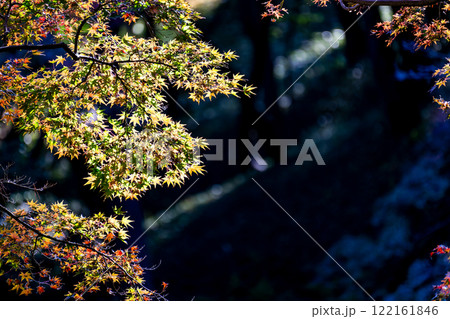 秋の景色 木漏れ日に輝く美しい紅葉 秋の景色 木漏れ日に輝く美しい紅葉 122161846