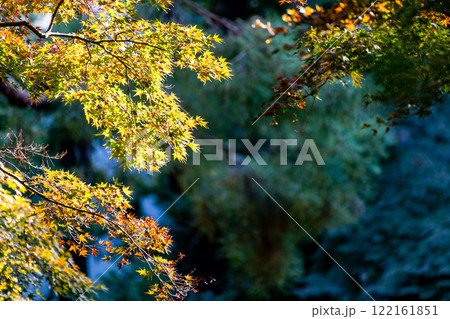秋の景色 木漏れ日に輝く美しい紅葉 秋の景色 木漏れ日に輝く美しい紅葉 122161851