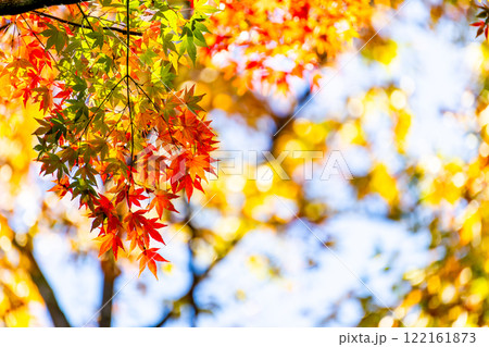 秋の景色 木漏れ日に輝く美しい紅葉 秋の景色 木漏れ日に輝く美しい紅葉 122161873