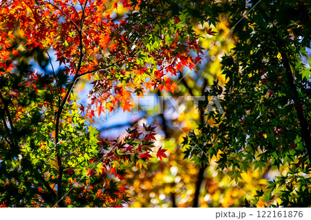 秋の景色 木漏れ日に輝く美しい紅葉 秋の景色 木漏れ日に輝く美しい紅葉 122161876