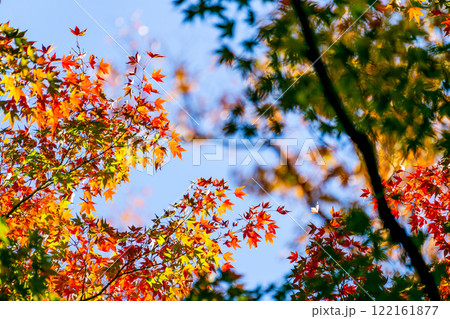 秋の景色 木漏れ日に輝く美しい紅葉 秋の景色 木漏れ日に輝く美しい紅葉 122161877