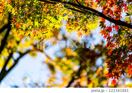秋の景色　木漏れ日に輝く美しい紅葉 122161881