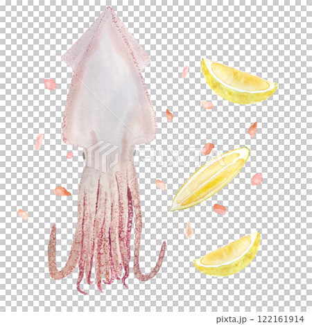 Squid with salt and lemon slices watercolor composition isolated on white. Hand drawn sea food clip art perfect for blog posts, for posters, cards, web page, cook books, kitchen decor and design 122161914