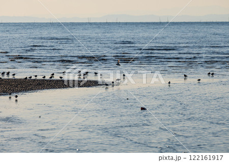 干潟の波打ち際に集まるチドリたち 122161917