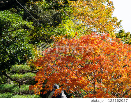 秋晴れに映える美しい紅葉 秋晴れに映える美しい紅葉 122162027