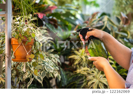 Woman gardener hands sprinkling water to hedera ivy in hanged pot plant care cultivation closeup 122162069