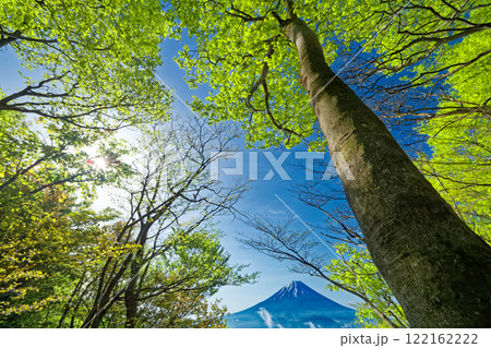 新緑の三方分山から見る富士山 122162222