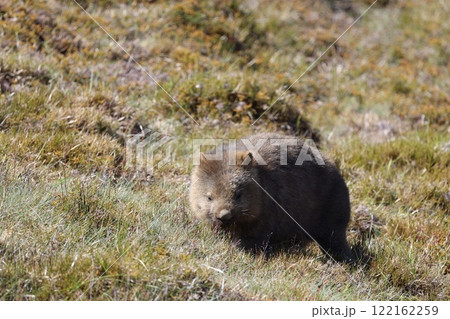 オーストラリアタスマニアのクレイドル山にいた野生の可愛いウォンバット 122162259