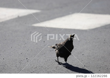 威嚇するように嘴を広げるカラス 122162266