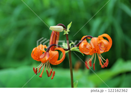 クルマユリ(車百合) クルマユリ(車百合) 122162362