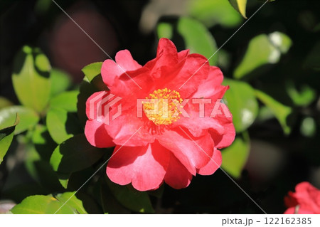 満開の山茶花（サザンカ）の花 122162385