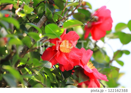 満開の山茶花(サザンカ)の花 満開の山茶花(サザンカ)の花 122162388