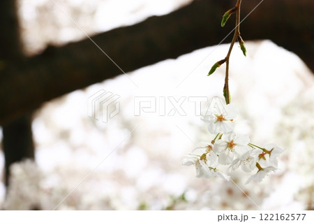 桜の花が咲いた 122162577