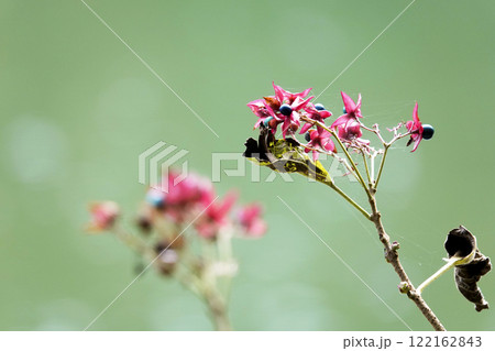 花弁のような5裂した赤紫色の萼に黒紫色に熟した果実をつけクサキ 花弁のような5裂した赤紫色の萼に黒紫色に熟した果実をつけクサキ 122162843
