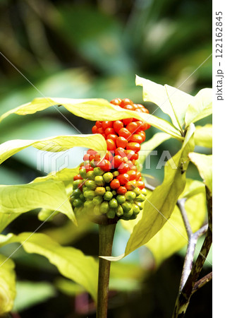 赤い実を付けたマムシグサの果実 122162845
