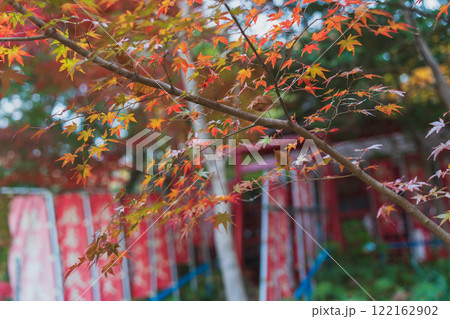 晩秋の震生湖　秦野 122162902