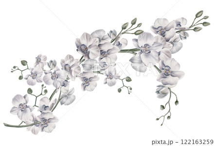 Branches of white orchid flowers in diagonal composition. Watercolor illustration isolated on white background.Tropical plants,botanical painting. For wedding stationery, background, postcard. 122163259