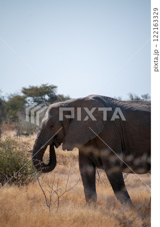 An African Elephant grazing in Etosha 122163329