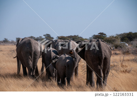 A herd of African Elephant 122163331