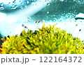 コケリウムの世界 122164372