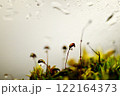 コケリウム 122164373