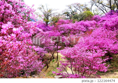 天白公園のミツバツツジ 天白公園のミツバツツジ 122164474