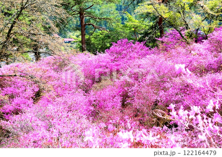 天白公園のミツバツツジ 天白公園のミツバツツジ 122164479