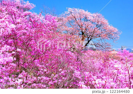 天白公園のミツバツツジ 天白公園のミツバツツジ 122164480