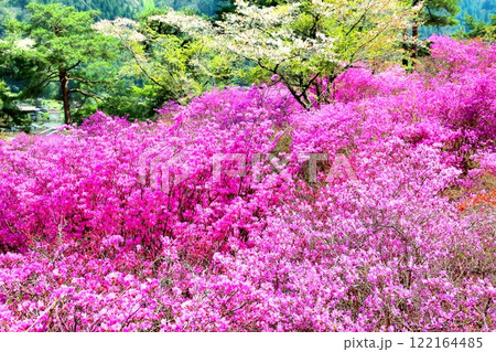 天白公園のミツバツツジ 天白公園のミツバツツジ 122164485