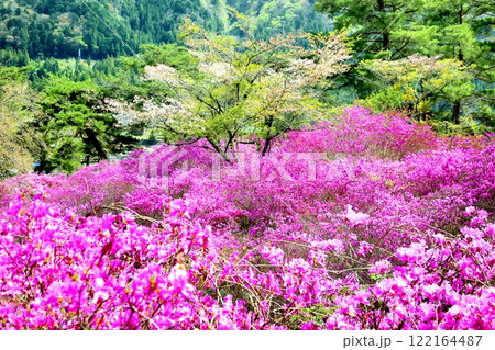 天白公園のミツバツツジ 122164487