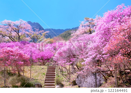 天白公園のミツバツツジ 天白公園のミツバツツジ 122164491