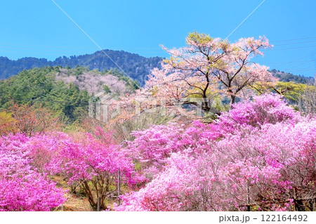天白公園のミツバツツジ 天白公園のミツバツツジ 122164492
