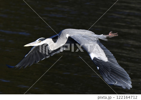 アオサギ 122164712
