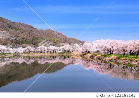 治田公園の桜並木 治田公園の桜並木 122165143