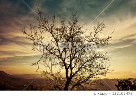 Tree on top of the hill with valley bottom at sunset 122165478
