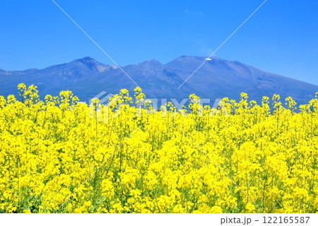 菜の花と浅間山 122165587