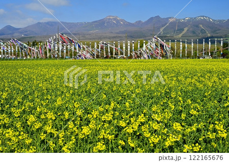 菜の花畑に鯉のぼりと武者幟に那須連山 菜の花畑に鯉のぼりと武者幟に那須連山 122165676