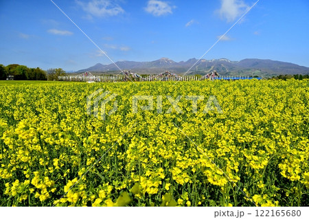 菜の花畑に鯉のぼりと武者幟に那須連山 122165680