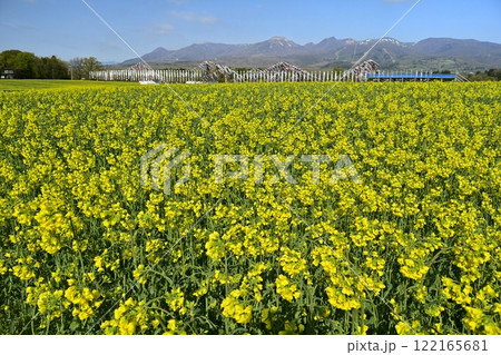 菜の花畑に鯉のぼりと武者幟に那須連山 122165681