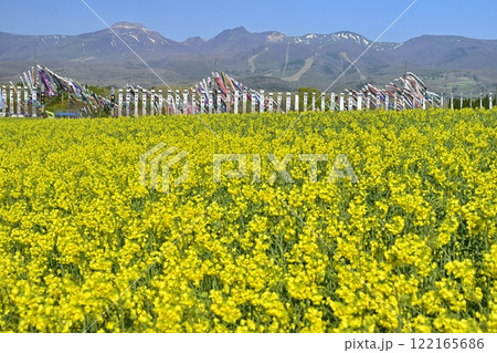 菜の花畑に鯉のぼりと武者幟に那須連山 122165686