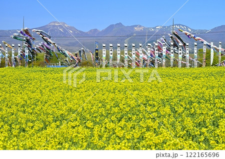 菜の花畑に鯉のぼりと武者幟に那須連山 122165696